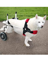 Kelby - Silla de ruedas para perros discapacitados (Peso: 8-15 kg)