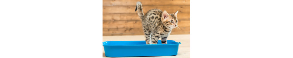 Litière pour chat