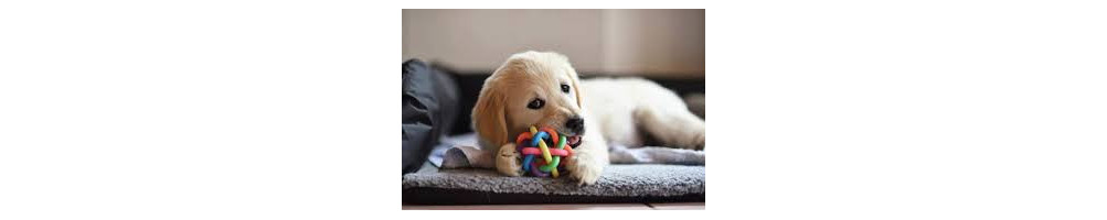 Jouets pour chien