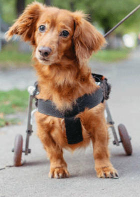 CANE DISABILE