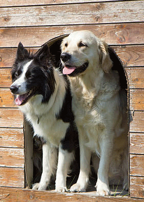 CASA DEL CANE