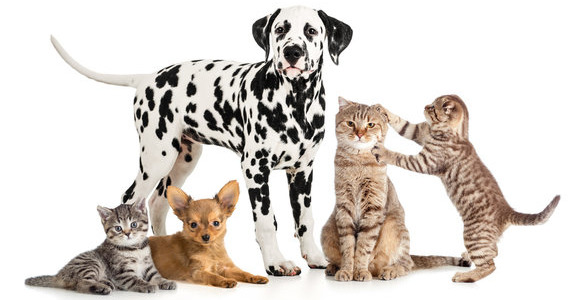 Animaleries en ligne - Animalerie pour chien en ligne