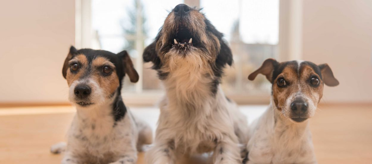 Anti aboiement chien voisin : Comment résoudre le problème avec les produits Waniche