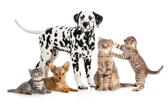 Animaleries en ligne - Animalerie pour chien en ligne