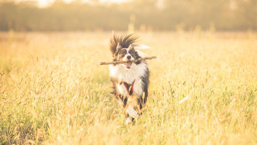 Balade avec son chien - le matériel nécessaire !