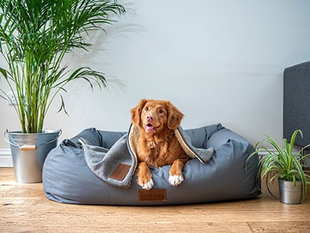 Comment choisir le bon lit pour votre chien