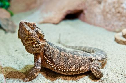 10 choses à savoir absolument sur le Pogona