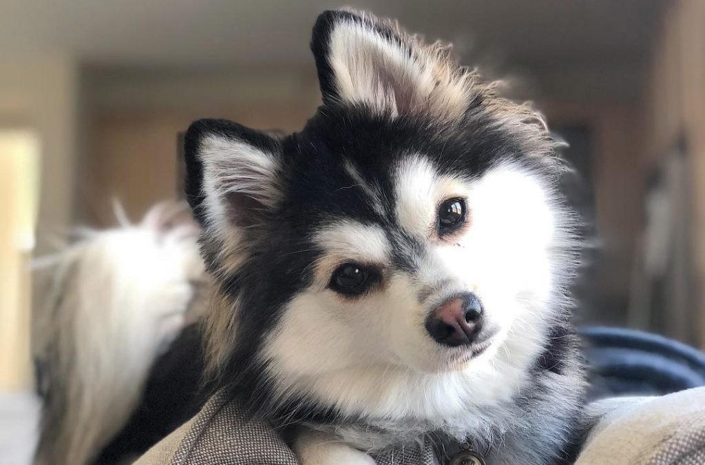 Tout savoir sur le pomsky - La race de chien tendance du moment